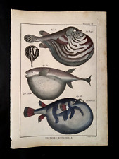 BONNATERRE - PUFFERFISH - PL.16 FOLIO ORIGINAL FISH PRINT  PRINTED 1788