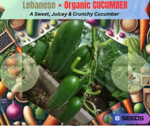 Organic Lebanese CUCUMBER - High Yeilding Verity 8 Seeds - Picture 1 of 1