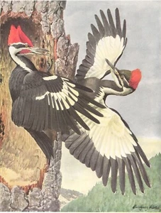 Original 1914 Color Bird Print - NORTHERN PILEATED WOODPECKER - Fuertes - Picture 1 of 2