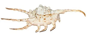 Lambis Scorpius Scorpion Shell Seashell from the Philippines 6 Inches Stunning! - Picture 1 of 15
