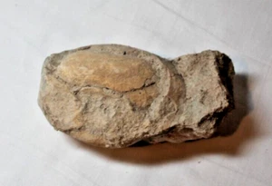 felsenfossil aus Utah - Bild 1 von 5