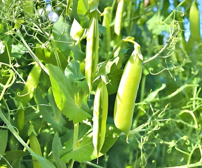 Amish Snap Peas Box Garden Seeds LLC Heirloom Vegetable 50 Seeds