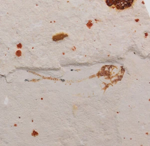 Pesce, Lusitanichthys africanus, gesso, Cenoman, Kem Kem, Marocco -b160 - Foto 1 di 4