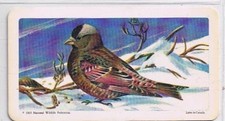 Brooke Bond Red Rose Tea Card #40 Gray Crowned Rosy Finch Cdn American Songbirds