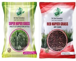 Super Napier Grass,Hybrid Grass,Australian Red Napier Grass,Elephant Grass 200gm - Picture 1 of 4