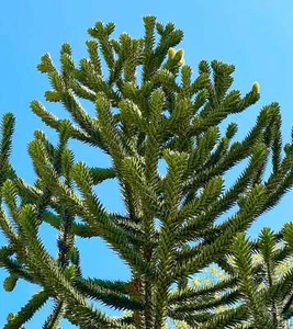Araucaria araucana | Monkey puzzle tree | Chile pine - Monkey puzzle tree | Chil - Picture 1 of 3