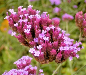 VERBENA BONARIENSIS, 250 SEEDS, TALL VERBENA, HARDY, PURPLE FLOWERS, EZ 2 GROW - Picture 1 of 11