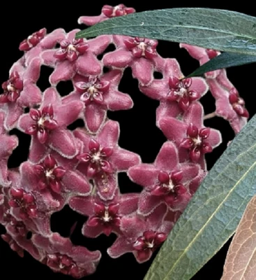 Hoya Lamingtoniae - new growth (2 plants, same pot)🌸 - Image 1 of 4