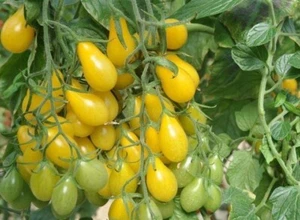 (30) Gelbe Birne Kirsche Tomatensamen Pflanzen Garten - Bild 1 von 1