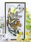Real preserved beautiful butterflies in 3D showcase, unique piece, art 06