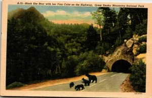 Linen Postcard Bear & Cubs on Highway Great Smoky Mountains National Park UNP - Picture 1 of 2