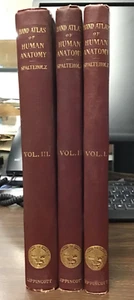Hand-Atlas der menschlichen Anatomie - 5. englische Ausgabe - W. Spalteholz - V. I, II & III - Bild 1 von 8