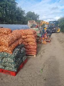 Daffodil bulbs 20kg wholesale bags. Sold by the grower. Grown in Wales - Picture 1 of 3