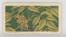 1968 Brooke Bond Red Rose Trees of North America Tea Manitoba Maple #43 0v7t