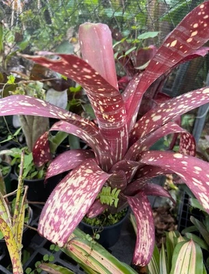 Billbergia ‘ Tarantella ’  Bromeliad - Image 1 of 4