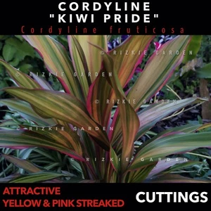 ⭐️OUT OF STOCK⭐️- Cordyline "Kiwi Pride'', Tropical Plant, Cordyline fruticosa - Picture 1 of 11