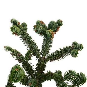 Abies numidica - - Abete algerino | Abete della Numidia - Imagen 1 de 3