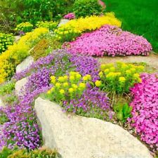 Seeds Alpine Special Flower Mix Planting Outdoor Garden Rockery Covering Ukraine