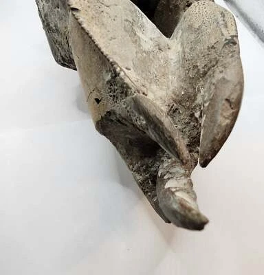 Authentic Indonesian Fossilized Lobster - Image 1 of 4