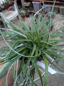 Hechtia tillandsioides Bromelia planta terrario Falso Agave - 1 PLANTA - Bild 1 von 6