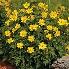 Cosmos- Yellow/Gold- 100 Seeds- BOGO 50% off SALE