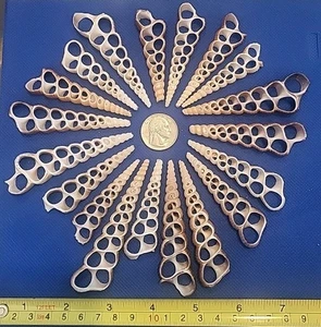 Conchiglie Turetella 19 fette taglio da 2,5" a 3,5" ciascuna spedizione gratuita - Foto 1 di 3