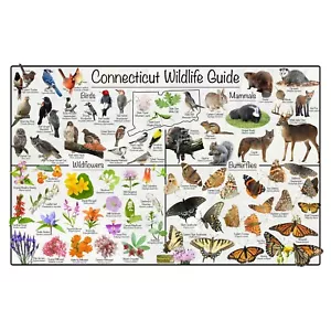 Connecticut Wildlife Guide Naturposter/Vögel Säugetiere Wildblumen & Schmetterling - Bild 1 von 4