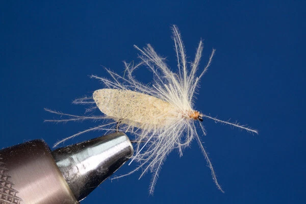 Fliegentom Trockenfliege 3 Stück - helle CDC-Sedge mit Faltflügel - Bild 1 von 1