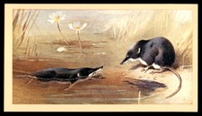 Grandee British Mammals 1982 - Water Shrew No. 5