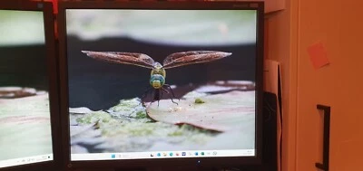 EIZO FlexScan S1910 19inch LCD Monitor - VGC  - no dead pixels!! - Image 1 of 4