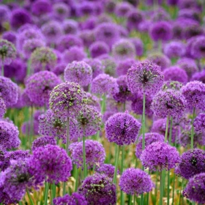 40 Pezzi Semi di Allium Purple Giants, Piante di Cipolla Giganteum, Decorazione Giardino - Foto 1 di 13