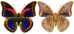 MONTIERTER AUFSTRICH SCHMETTERLING - Prepona praeneste choroniensis, M2, V.RAR! - Bild 1 von 1