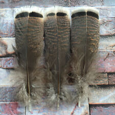 Wholesale 10-100pcs Beautiful 10-20cm/4-8inch Natural Turkey Feathers Decoration