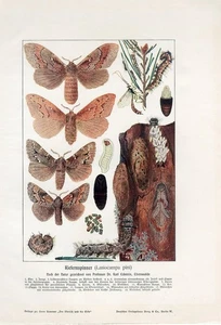c1900 PINE-TREE LAPPET MOTH Antique Lithograph Print Kraemer - Picture 1 of 2