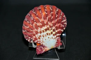 Gloripallium pallium - 44 mm - 1 3/4" - See Multiple Item Description - Save $$ - Picture 1 of 2
