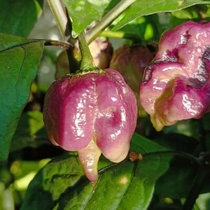 Ganzo Peach , 10 semillas , Capsicum chinense (650) - Picture 1 of 4