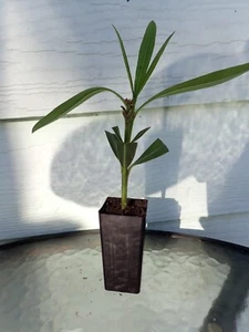 NERIUM OLEANDER - YELLOW SHRUB TUBE STOCK 40MM - Picture 1 of 9