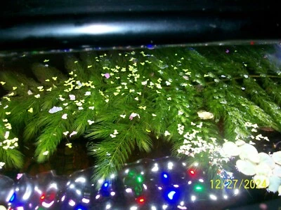 Hornwort (Ceratophyllum) Planta de acuario viva para tanque plantado ¡Estanque de 4 tallos! Foto 1 de 3