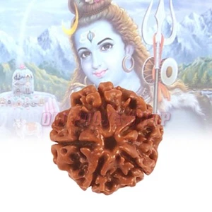Original Nepal 5 Mukhi (Cara) Cuenta Singal Rudraksha Hindú Puja Oración Religiosa - Imagen 1 de 1