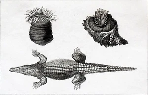 OCÉANIE - BORNEO (KALIMANTAN): ACTINIES et CROCODILE- Gravure du 19e siècle - Picture 1 of 2