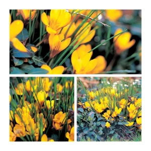 Species Crocus Fuscotinctus Flower Bulbs. Early Spring Flowers. Easy To Grow - Picture 1 of 5