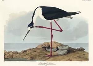 Vintage Long-Legged Avocet John James Audubon American Bird Poster Art Print - Picture 1 of 4