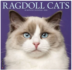 Ragdoll Cats : 2026 12 X 12 Wall Calendar by Willow Creek Press (2025, Calendar) - Picture 1 of 4