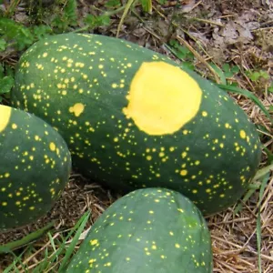 1/4 Lb Red Moon And Stars Watermelon Seeds - Everwilde Farms Mylar Seed Packet - Picture 1 of 2