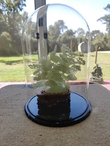 Chinesische handgeschnitzte Jade Statue Vögel in einem Baum auf Holz steht unter klarer Kuppel - Bild 1 von 18