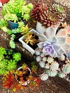 SUCCULENT 30 PCS Mixed Succulent Leaves Freshly Cut Free Post, plant - Picture 1 of 6