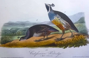 Audubon 1ª edición Octavo PERDIZ CALIFORNIANA Birds of America 1840 original - Imagen 1 de 7