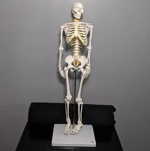 Human Skeleton Model, 1/2 life size, 85cm (33.5 inches) - Picture 1 of 5