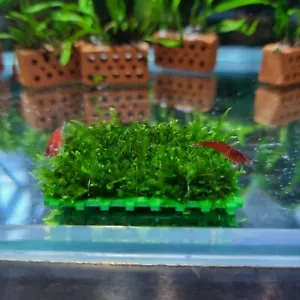 Musgo puntiagudo (taxiphyllum spiky) 5x5 cm atado en rejilla de musgo / camarones - Imagen 1 de 5