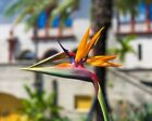 8x10 photo couleur d'une fleur d'oiseaux de paradis. #2